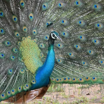 hayo-roskam-9oscr9ot0uw-unsplash