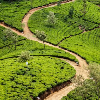 rowan-heuvel-lzzPbPGaOjY-unsplash