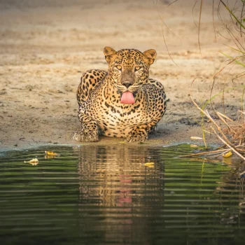 udara-karunarathna-PPGM2ZpCrzc-unsplash